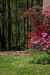 Spring Flowers, Azaleas