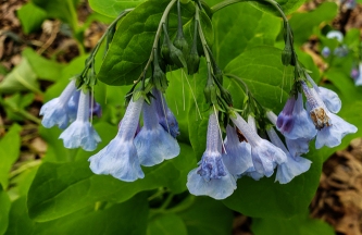Spring Flowers, Virginia Bluebells